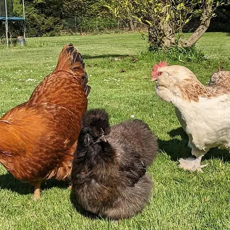 Moderne Einliegerwohnung Am Wald * Langenfeld (North Rhine-Westphalia)