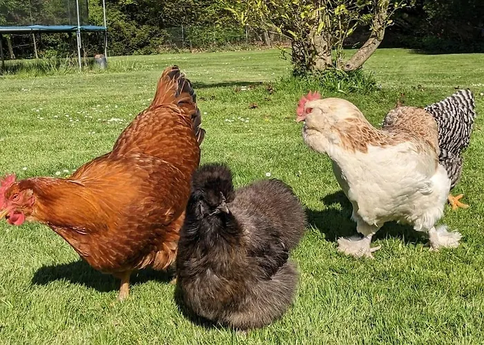 Moderne Einliegerwohnung Am Wald * Langenfeld (North Rhine-Westphalia)